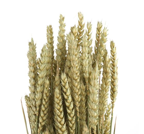 Épis de blé Naturel/Vert