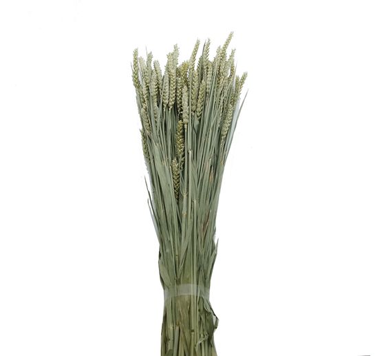 Épis de blé Naturel/Vert