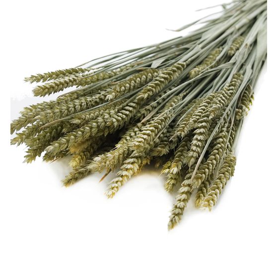 Épis de blé Naturel/Vert