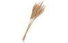 Pampas frond natural, 10 stems, L approx. 65 - 75 cm