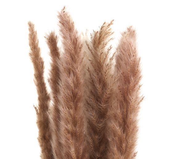 Herbe de la pampa