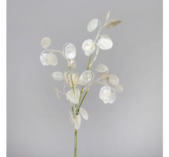 Lunaria branch