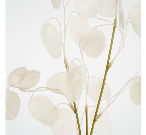 Lunaria branch