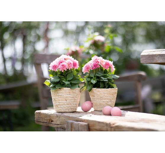 Pot à plantes en jonc de mer