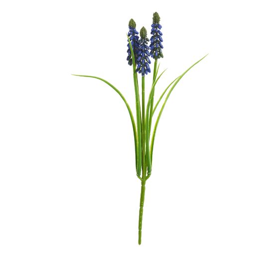 Pearl hyacinth with 3 flower stems