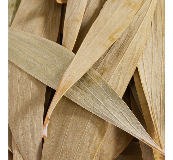 Feuilles d'eucalyptus, 100 g