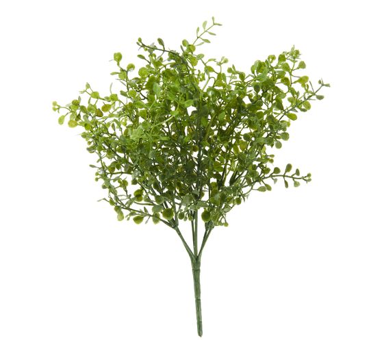 Buisson de buis