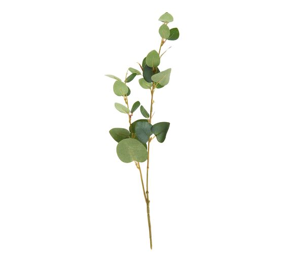 Branche d'eucalyptus