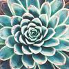Napkin "Succulent dream"
