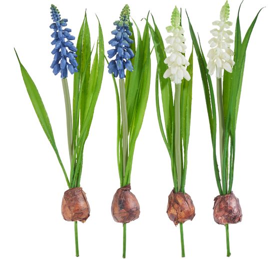 Pearl hyacinth mix with onion