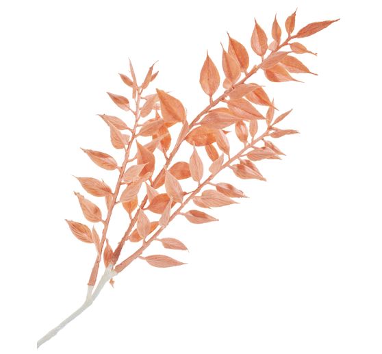 Ruscus pick