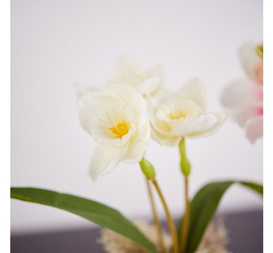 Magnolien-Pick mit 3 Blüten