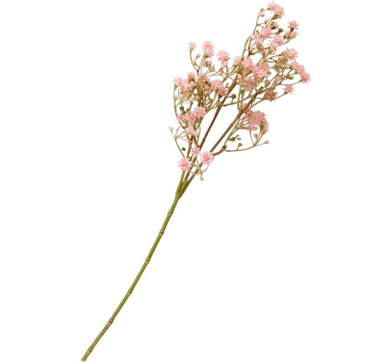 Tige de chicorée sauvage « Evergreen »