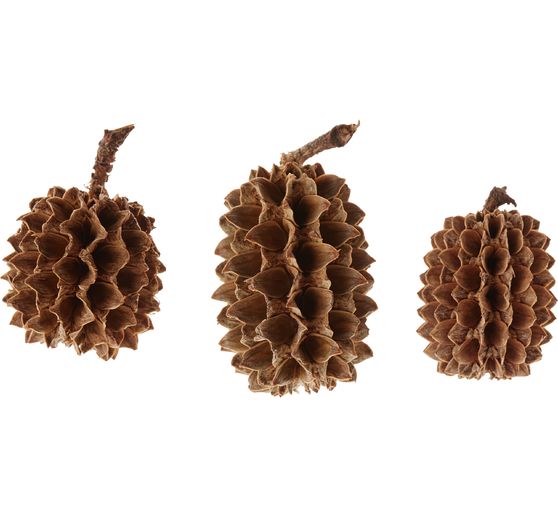 Zapfen Casuarina