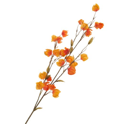 Branche de physalis &laquo; Elina &raquo;