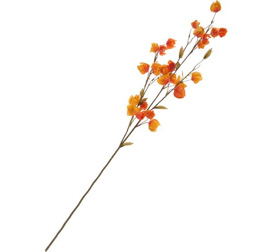 Branche de physalis &laquo; Elina &raquo;