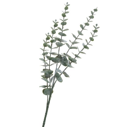 Branche d'eucalyptus, enneig&eacute;e