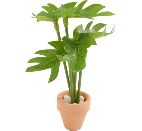 Plante miniature &laquo; Monstera &raquo;