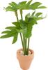 Plante miniature &laquo; Monstera &raquo;