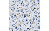 Cotton fabric "Small flowers"