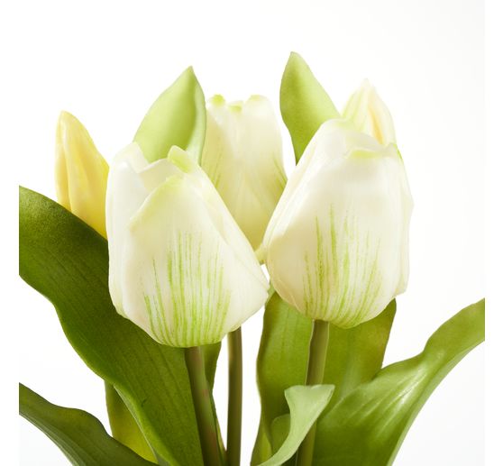 Tulpen Bund mit 3 Blüten und 2 Knospen