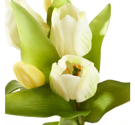 Tulpen Bund mit 3 Blüten und 2 Knospen