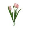 Tulip single stem Pink