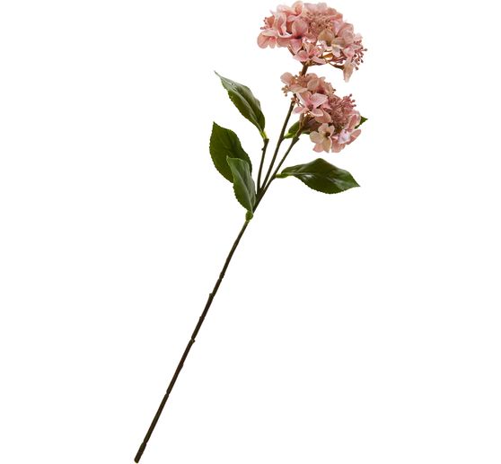 Hortensia &agrave; deux fleurs