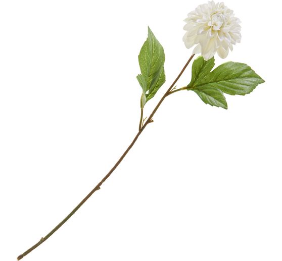 Dahlia "George Spray"