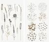 Stickers washi &laquo; In the Meadow &raquo;