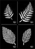 Pochoir &laquo; Feuilles &raquo;