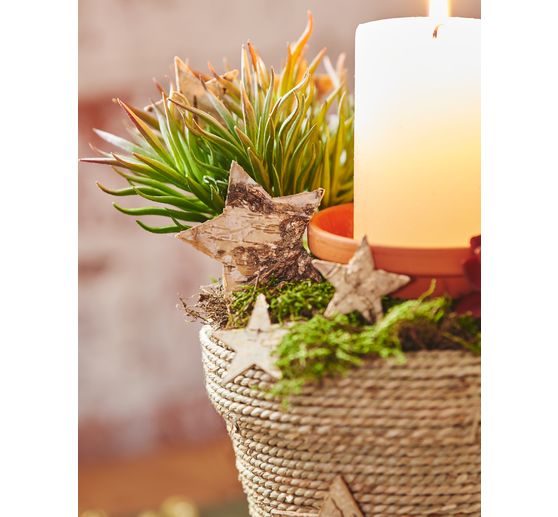 Plate moss, 50 g