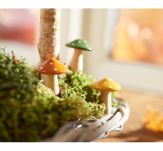 Plate moss, 50 g